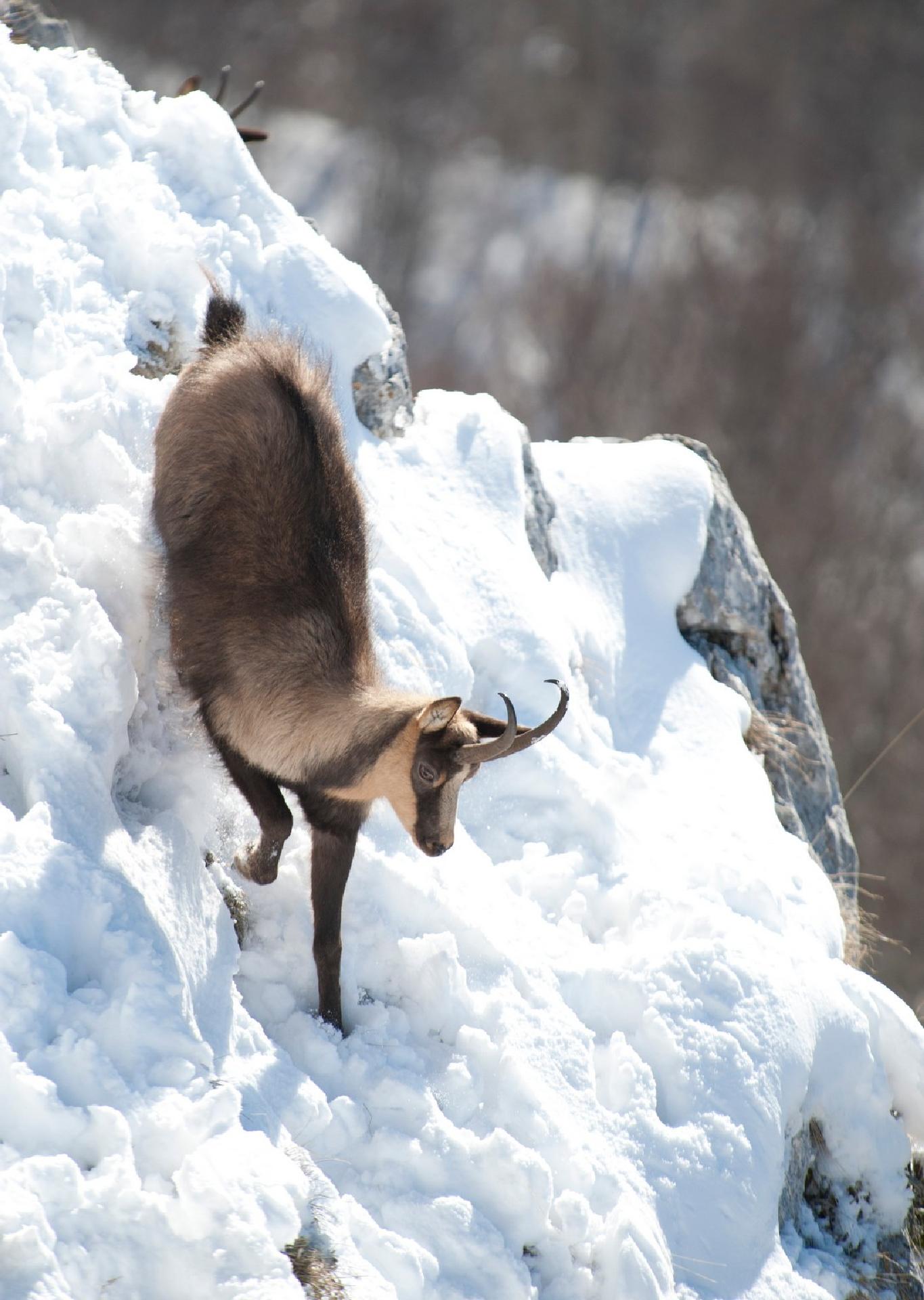 Chamois (Rupicapra pyrenaica ornata) - Giancarlo Mancori