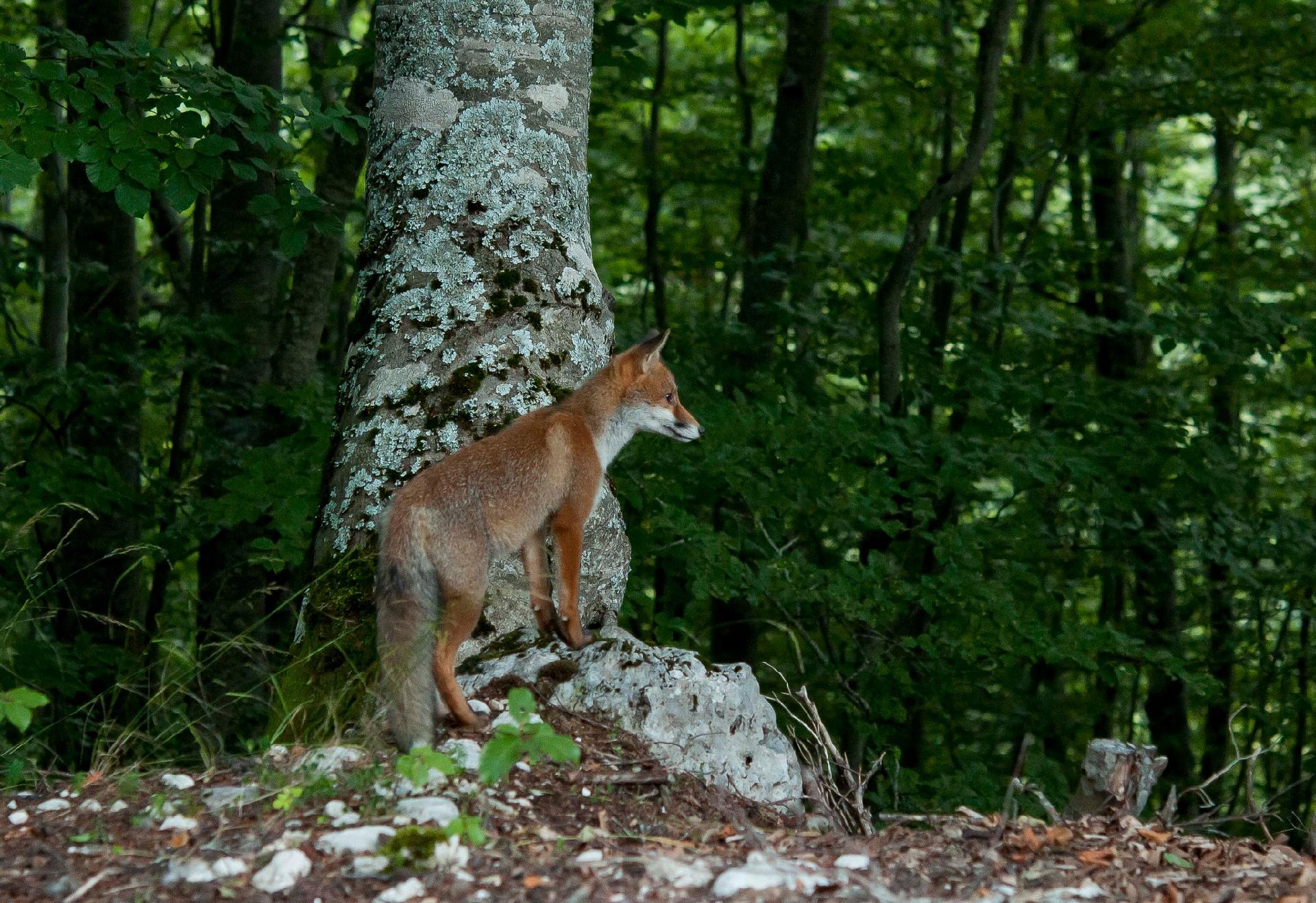 Fox (Vulpes vulpes) - Giancarlo Mancori