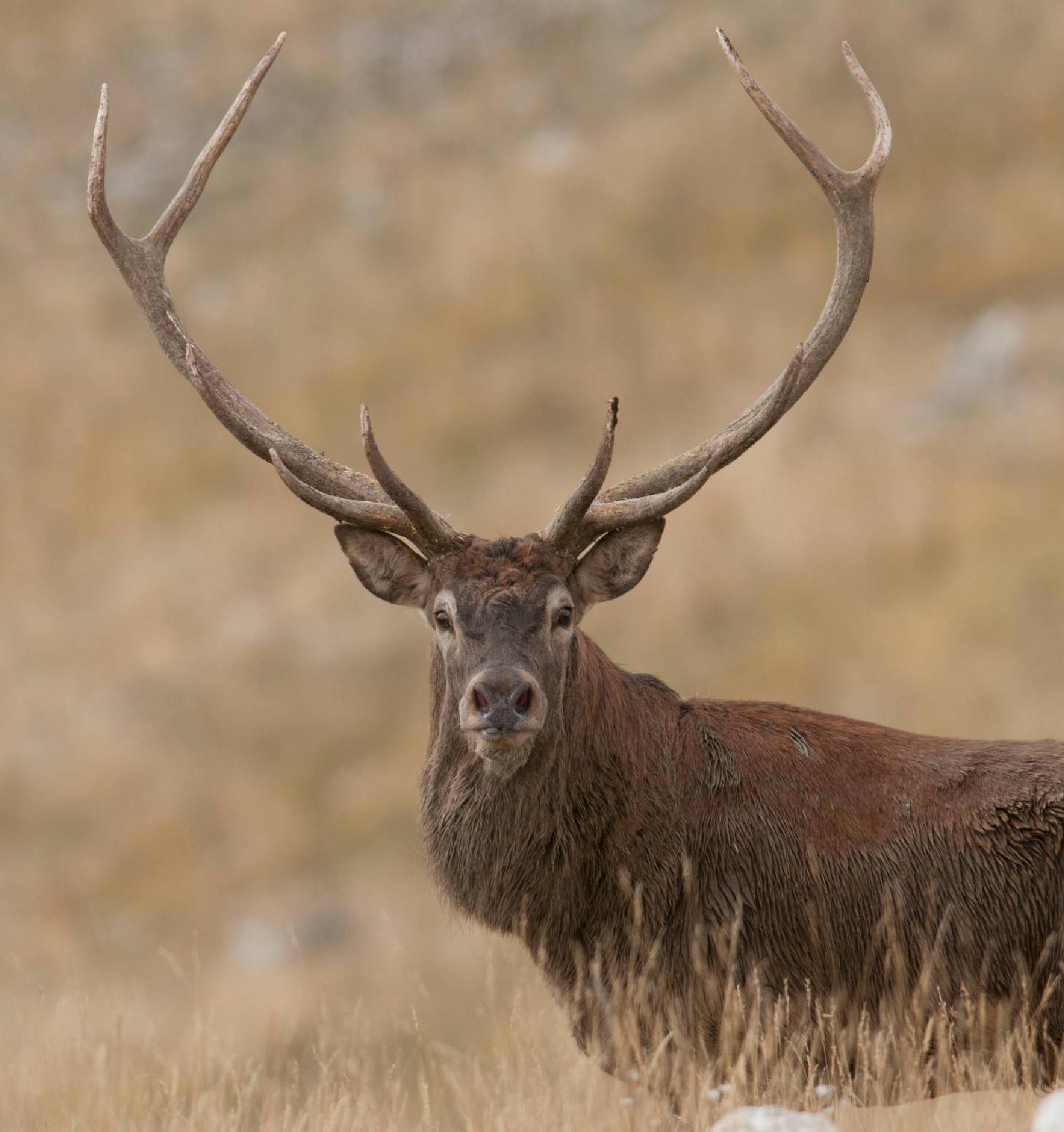 Deer (Cervus elephus) - Giancarlo Mancori