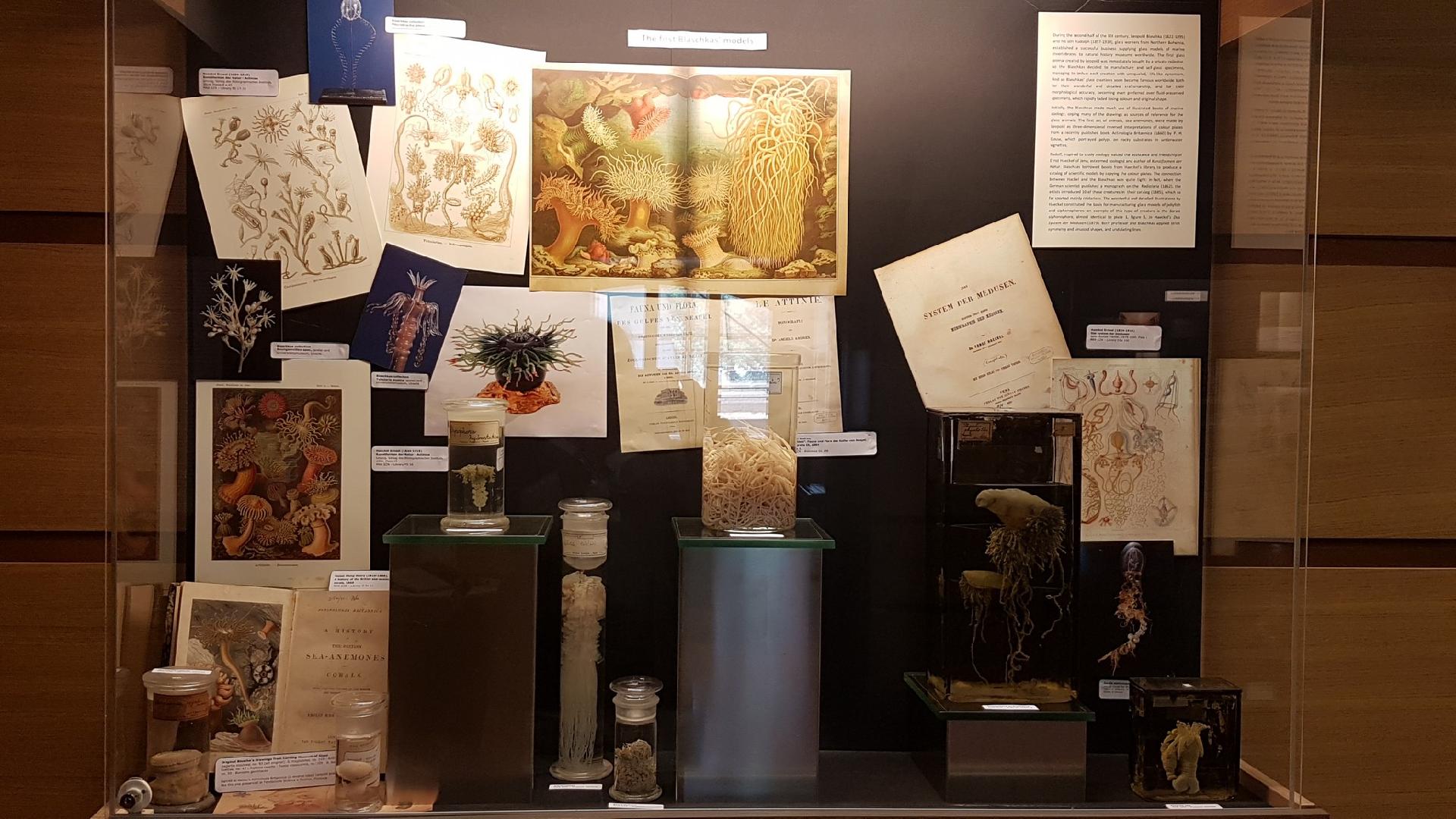 Un espositore presso la Stazione zoologica - Stazione zoologica Anton Dohrn di Napoli