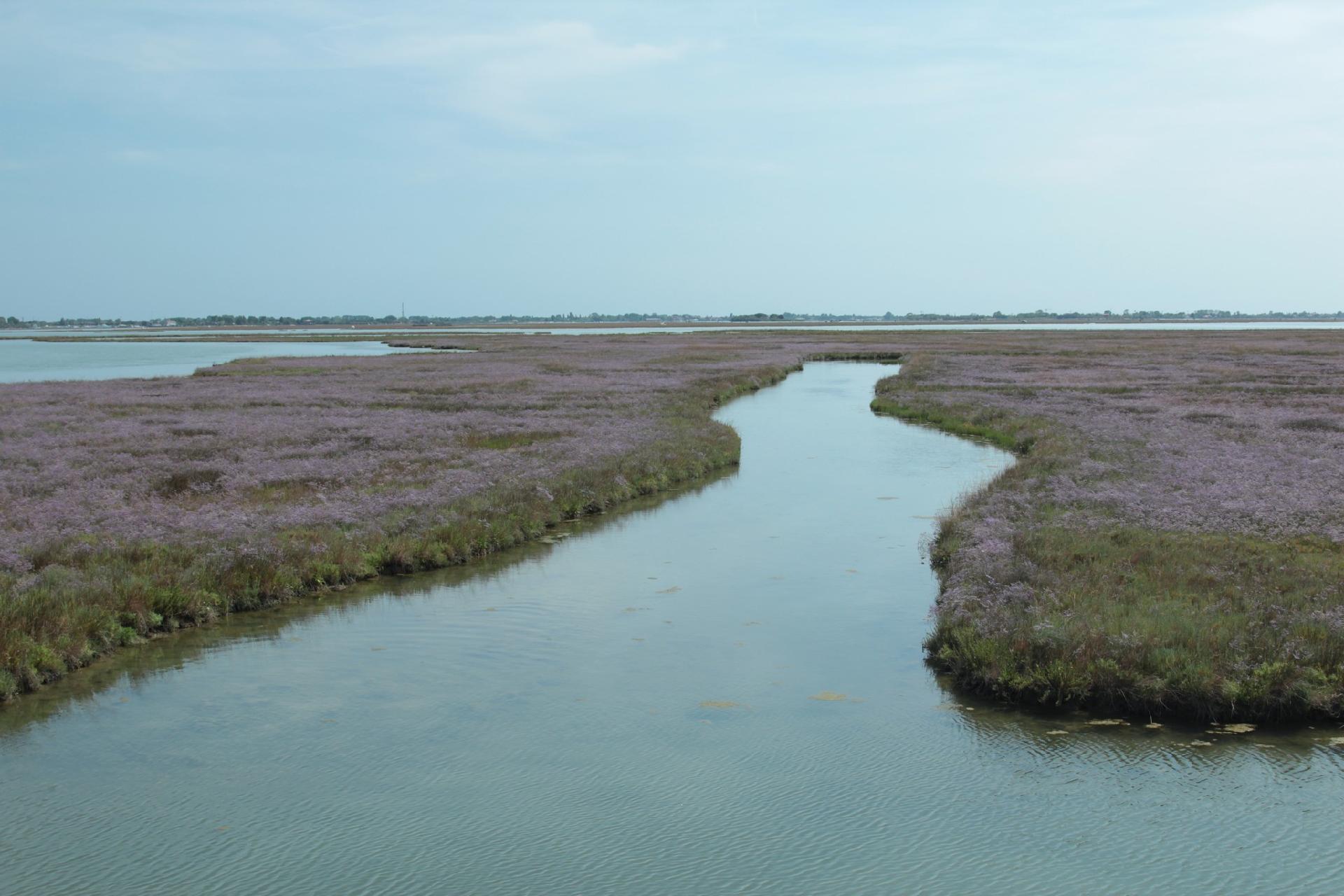 Il limonio fiorito sulla barena - Museo di Storia Naturale di Venezia