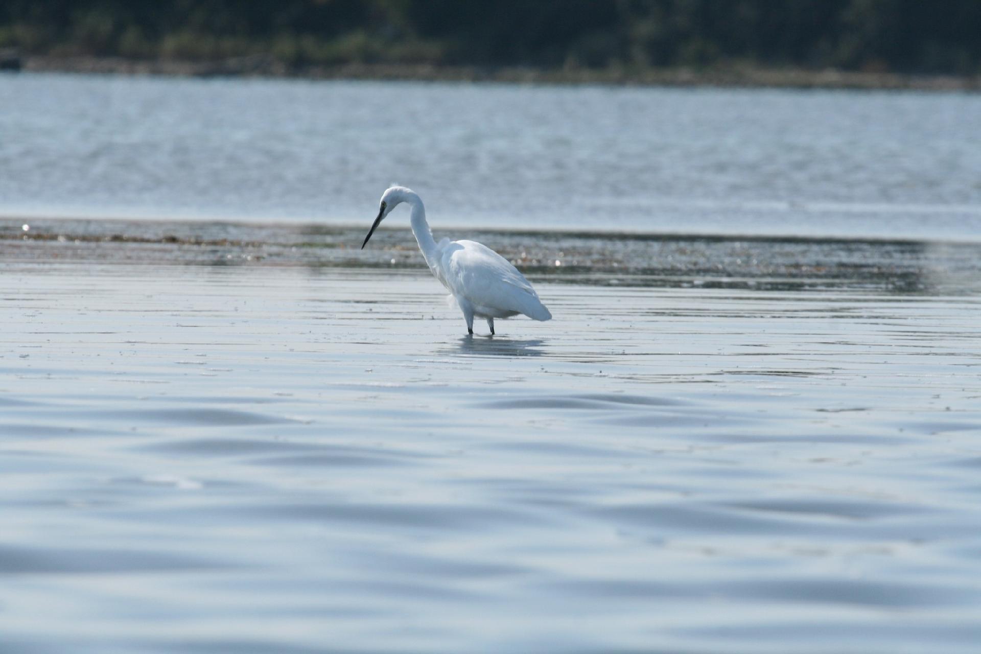 Egretta garzetta - Museo di Storia Naturale di Venezia