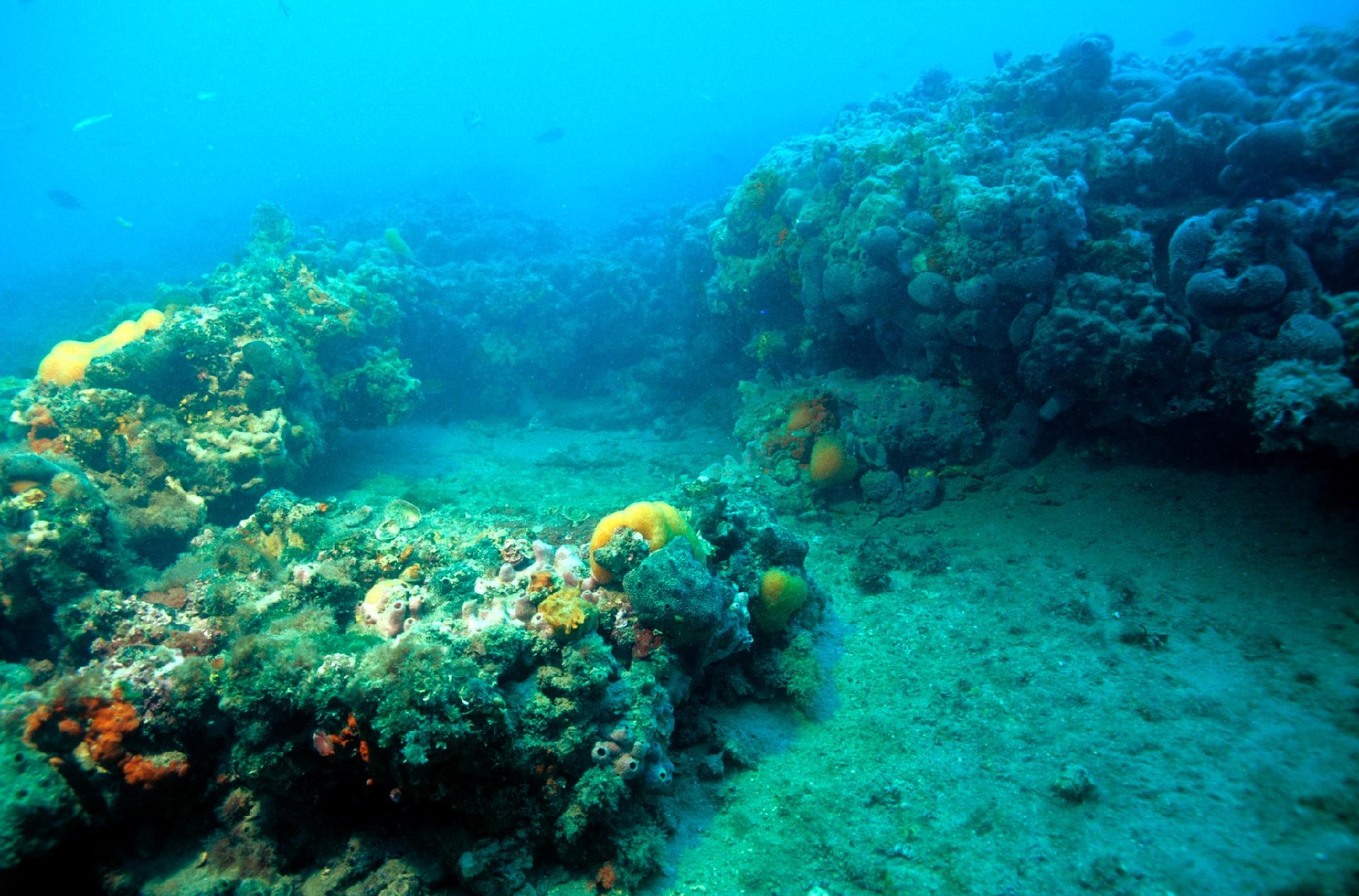 Tegnùe, la ricca fauna sommersa - Museo di Storia Naturale di Venezia