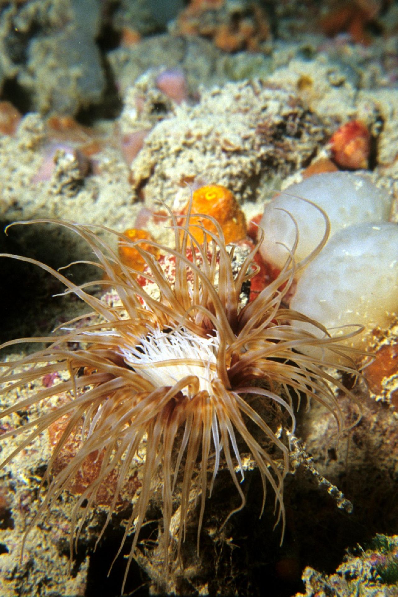 Cerianthus membranaceus - Museo di Storia Naturale di Venezia