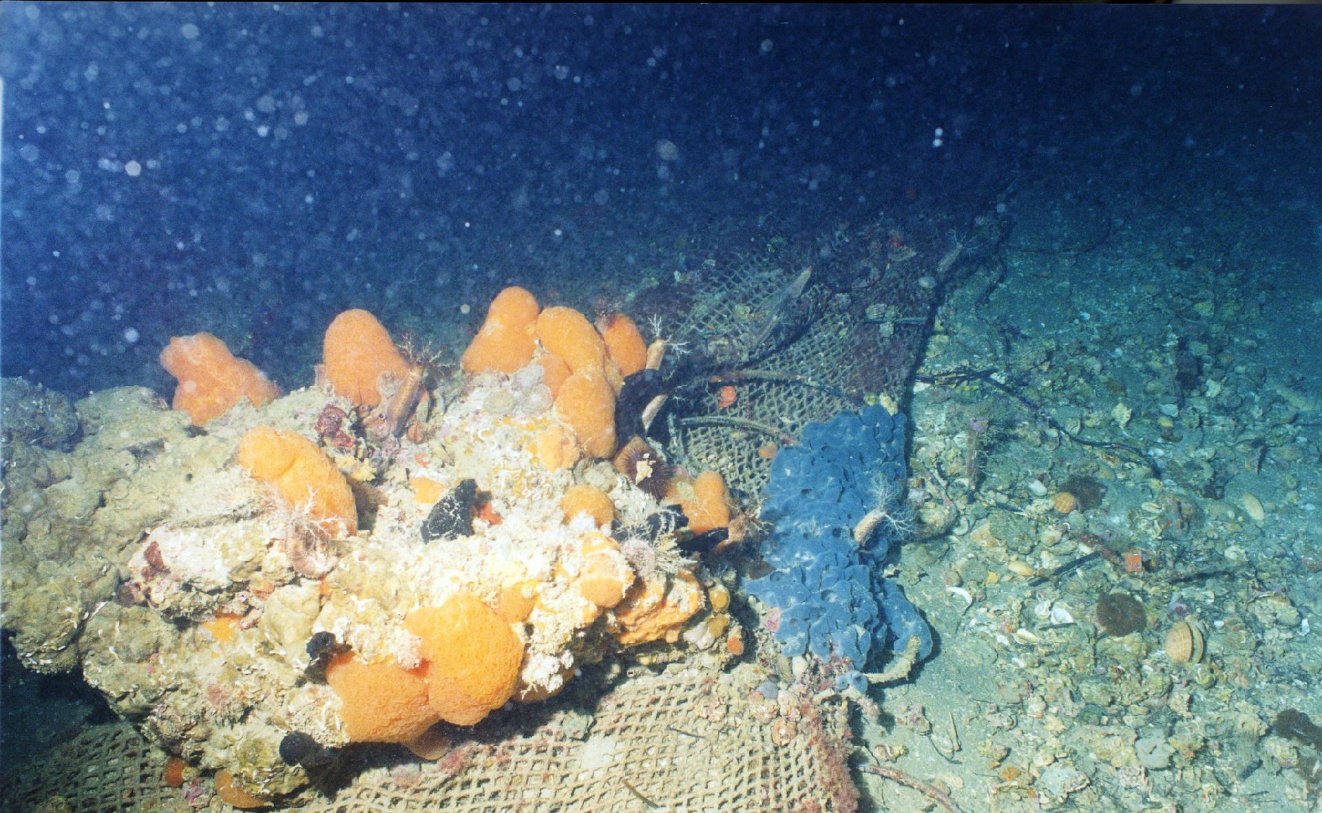 Un ambiente unico per l'elevata biodiversità, messo a rischio dalla pesca a volte selvaggia, dall'accumulo di rifiuti, dal turismo di massa, dall'inquinamento - Museo di Storia Naturale di Venezia