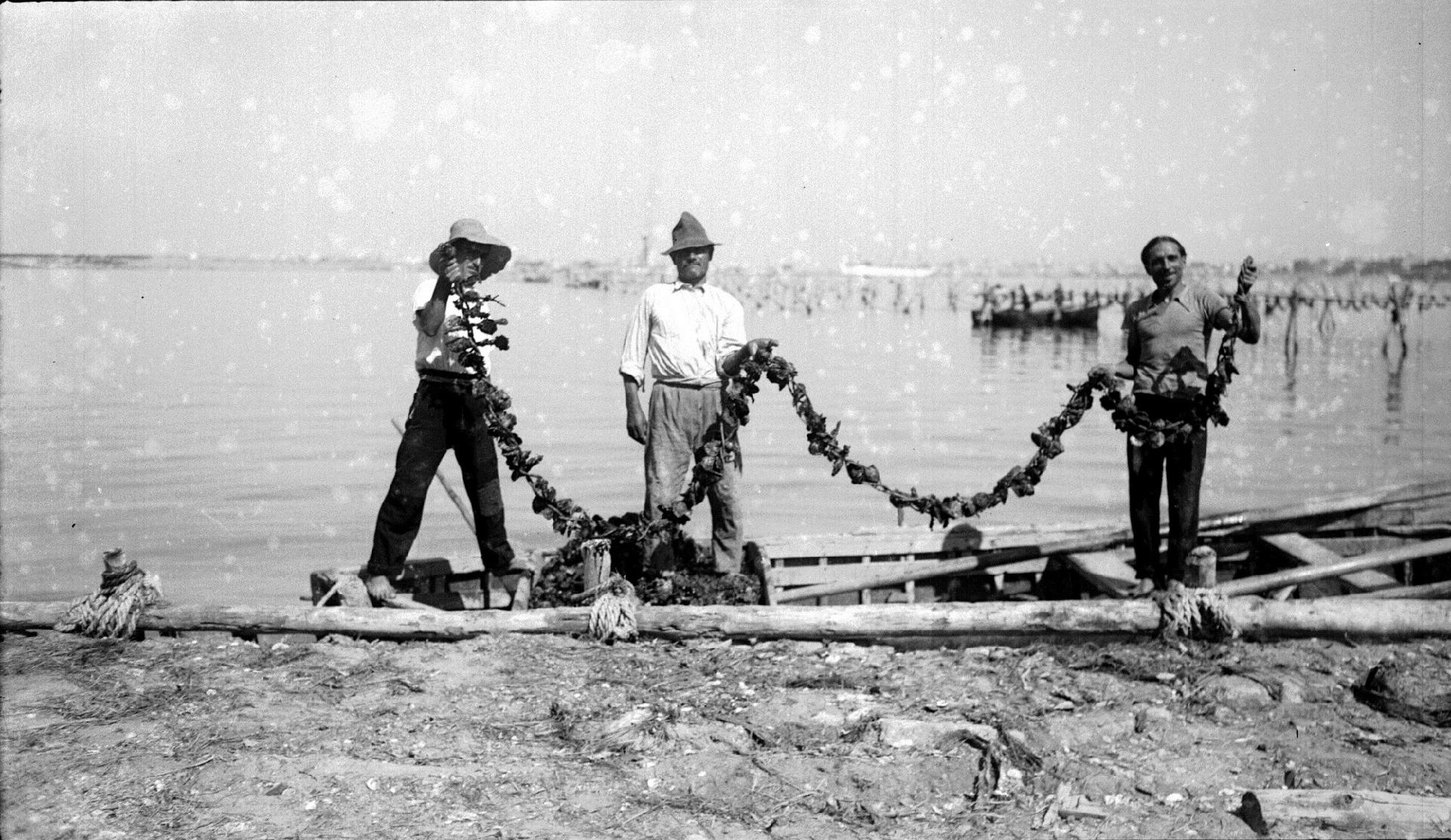 Three oyster farmers standing on the boat support an oyster &quot;pergolaro&quot; - Attilio Cerruti