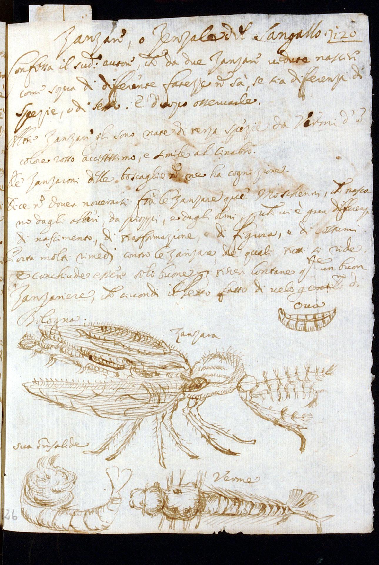 A. Vallisneri, Quaderni di osservazioni, I, c. 120r - Biblioteca Estense di Modena - CC BY-SA Edizione nazionale delle Opere di Antonio Vallisneri