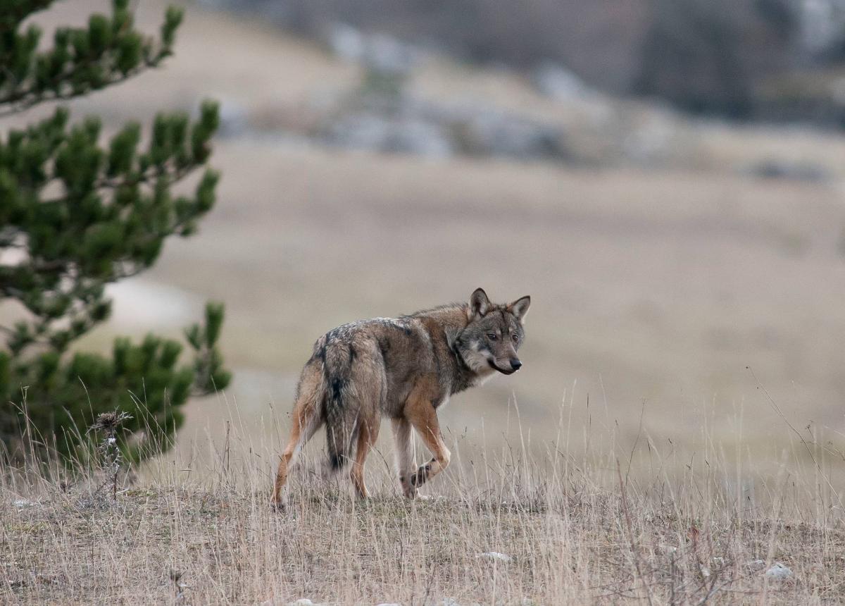 Lupo appenninico (Canis lupus italicus) - Giancarlo Mancori