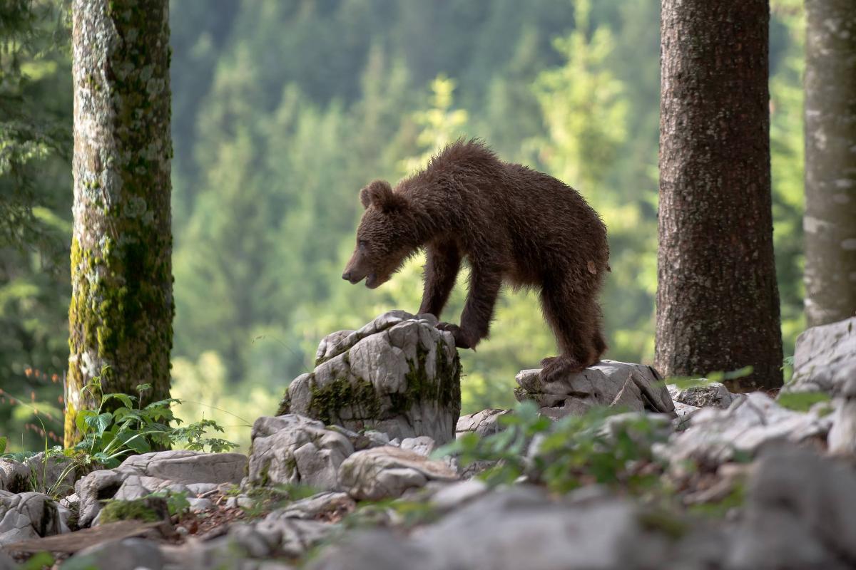 Orso bruno (Ursus arctos) - Giancarlo Mancori